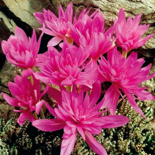 Waterlily